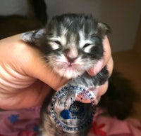 a kitten is being held in someone's hands