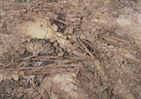 a close up of a piece of dirt