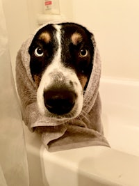 a dog wrapped in a towel in a bathtub