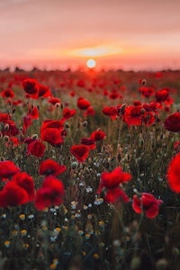 red poppies in a field at sunset