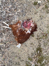 a dead chicken laying on the ground
