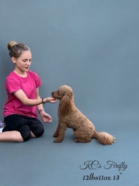 a girl is petting a brown poodle on the ground