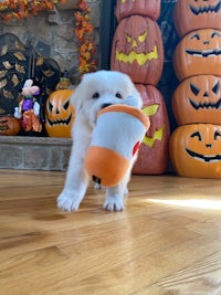 a white puppy playing with a stuffed toy in front of pumpkins