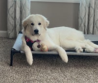 a golden retriever laying on a pet bed