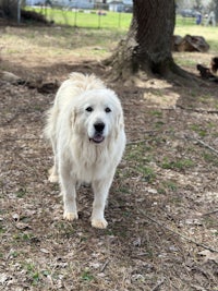 a white dog standing in the grass near a tree