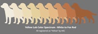 a group of dogs in a row with the words yellow lark color spectrum