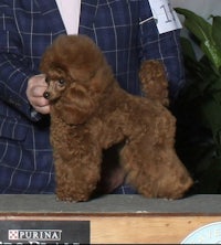 a brown poodle is being groomed at a show