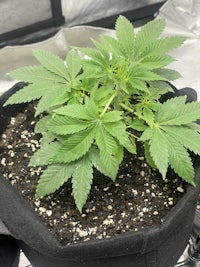 a potted marijuana plant in a black pot