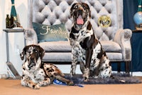 two dalmatian dogs sitting in front of a chair