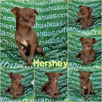 four pictures of a brown chihuahua sitting on a green blanket