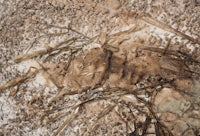 a close up of a lizard on a piece of dirt