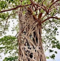 the roots of a banyan tree