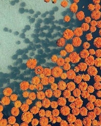an aerial view of orange flowers floating in the water