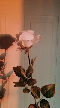 a white rose in front of a door with a shadow