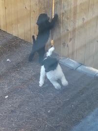 two black and white puppies standing next to a wooden fence