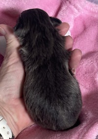 a person holding a small grey kitten in their hand