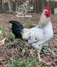 a white and black rooster standing in the woods