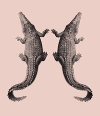 two crocodiles on a pink background