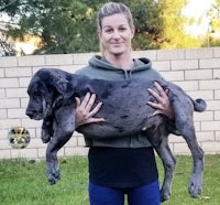 a woman holding a large grey dog in a backyard