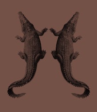 two crocodiles on a brown background