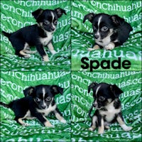 four pictures of a black and white chihuahua on a green blanket