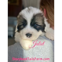a black and white puppy with the word juliet on it