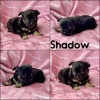shadow chihuahua puppy for sale in san diego, california