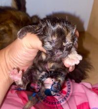 a small kitten is being held by a person