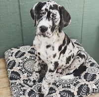 a black and white dalmatian puppy sitting on a cushion