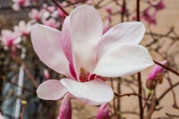 a magnolia flower is blooming in front of a building