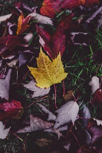 a single yellow maple leaf is laying on the ground