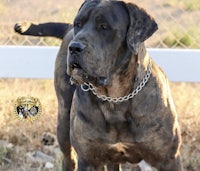 a large black dog standing next to a chain link fence