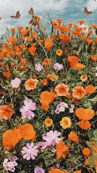a field of orange flowers with butterflies in the background