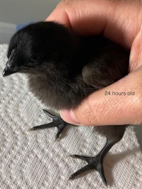 a small black chicken being held by a person
