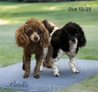two poodles standing on a blue mat
