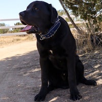 a black dog sitting on a dirt road