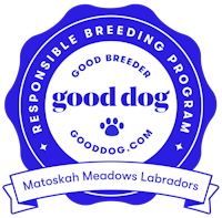 a blue and white badge with the words good dog mattash meadows labradors