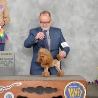 a poodle is being judged at a dog show
