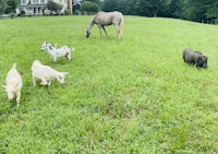 a group of goats and horses in a grassy field