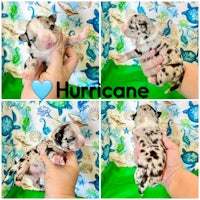 four pictures of a black and white puppy with the word hurricane