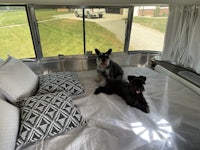 two dogs on a bed in an airstream trailer