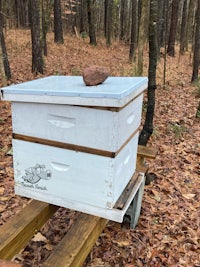 a beehive sitting on a wooden bench in the woods