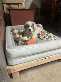 a dog laying on top of a bed with toys