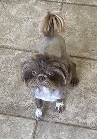 a small brown dog standing on a tile floor