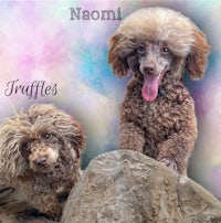 two poodles standing on a rock with the words naomi truffles