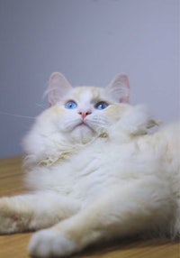a white cat with blue eyes laying on a table