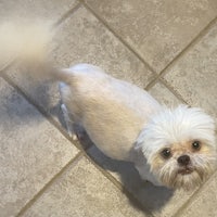 a small white dog standing on a tiled floor