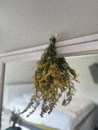 ferns hanging from a mirror in a bedroom