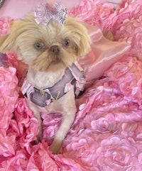 a shih tzu dressed up in a pink dress