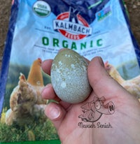 a person holding an egg in front of a bag of organic chicken feed
